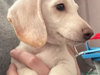 Dachshund dogs Only one gorgeous dachshund boy left! - Advert 3