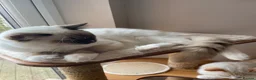 Ragdoll cats for sale: GCCF registered Ragdolls - Advert 10