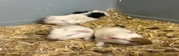 Guinea Pig rodents for sale: Girl and boy babies  - Advert 5