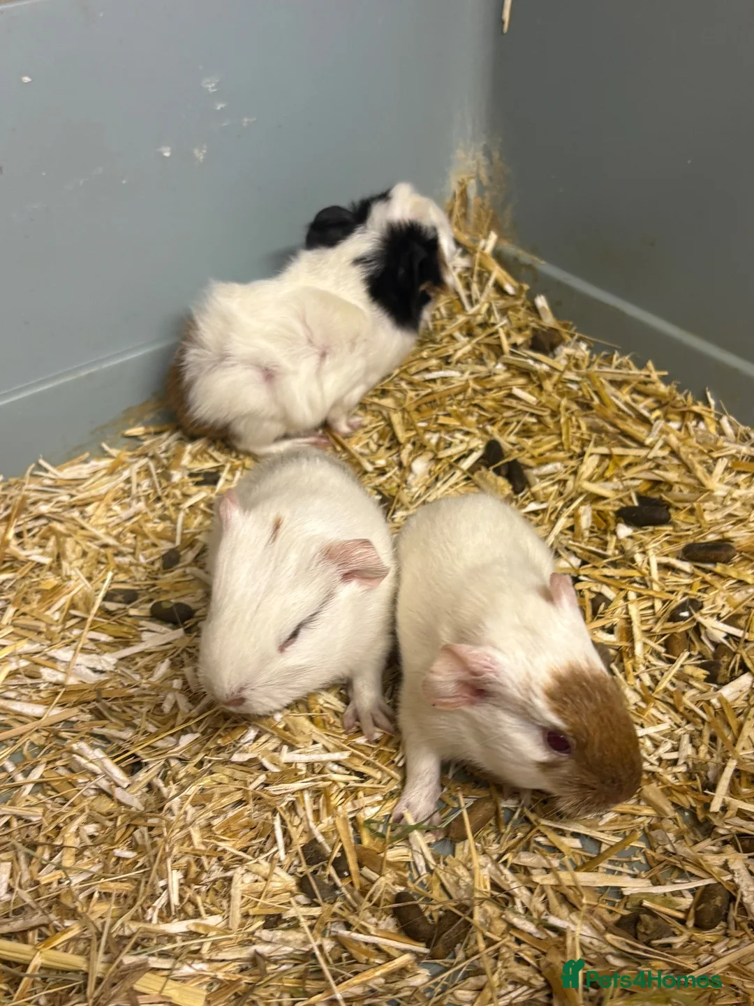 Guinea Pig rodents for sale: Girl and boy babies  - Advert 5