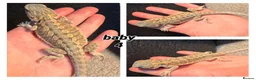 Bearded Dragon reptiles for sale: bearded dragons  - Advert 5