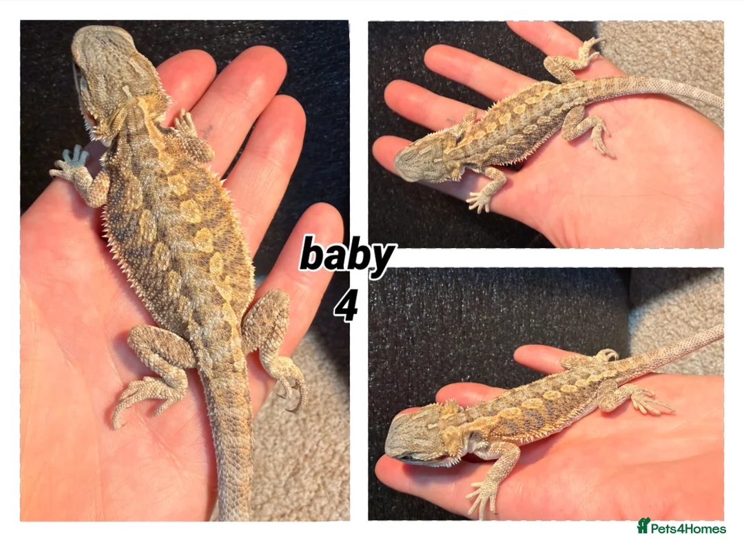 Bearded Dragon reptiles for sale: bearded dragons  - Advert 5