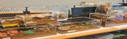 Tarantulas invertebrates for sale: Collection of tarantulas & equipment for new home  - Advert 14