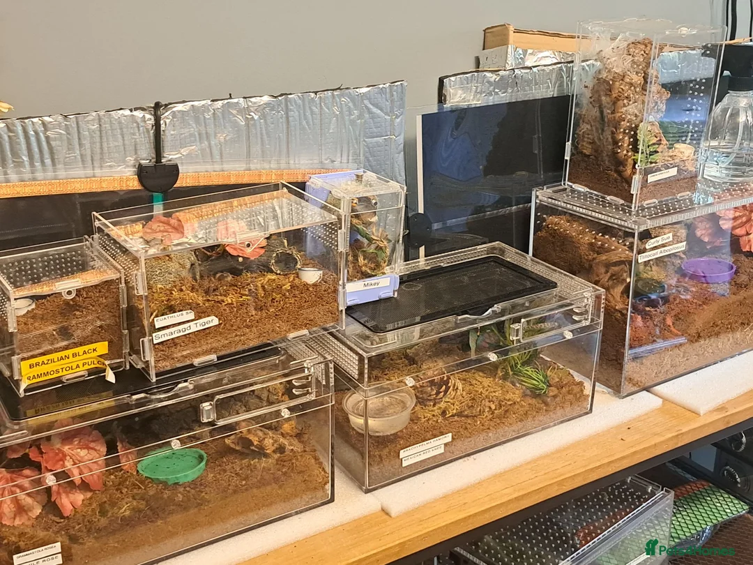 Tarantulas invertebrates for sale: Collection of tarantulas & equipment for new home  - Advert 14