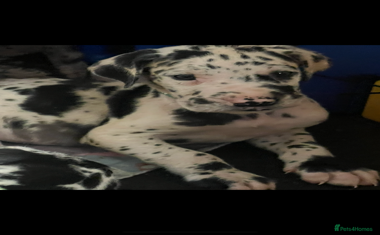 Great Dane dogs - Advert 2