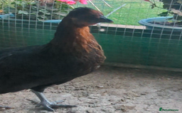 Chickens poultry for sale: 3 gorgeous hybrid hens - Image 5