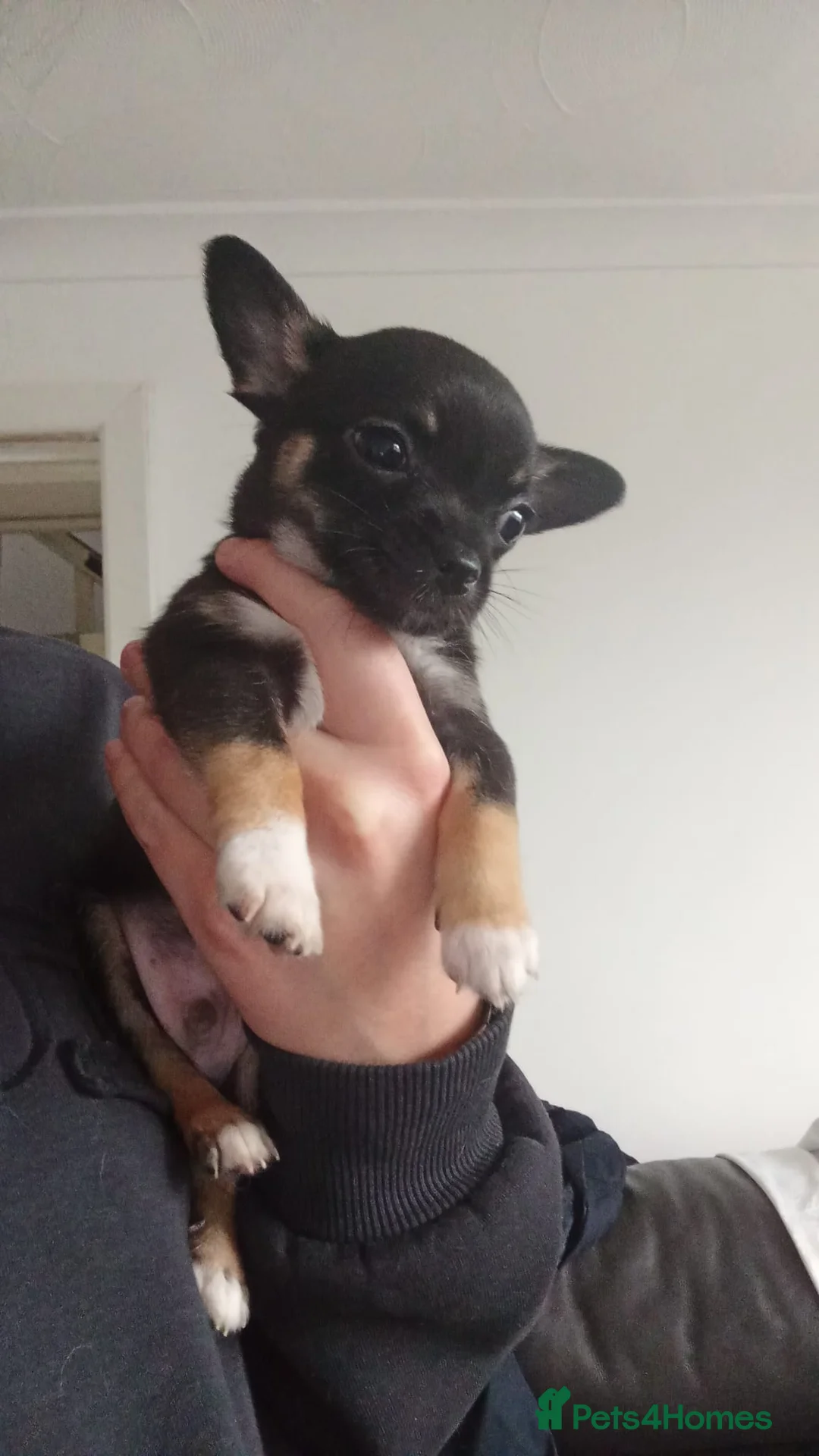 Chihuahua dogs for sale: 5 chihuahua puppies - Advert 18