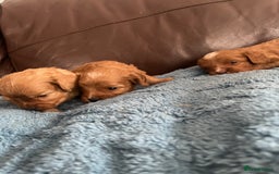 Cavapoo dogs for sale: Cavapoos puppies boys  - Image 6