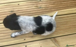 Mixed Breed dogs for sale: Stunning jackapoo x cocapoo puppies - Image 31
