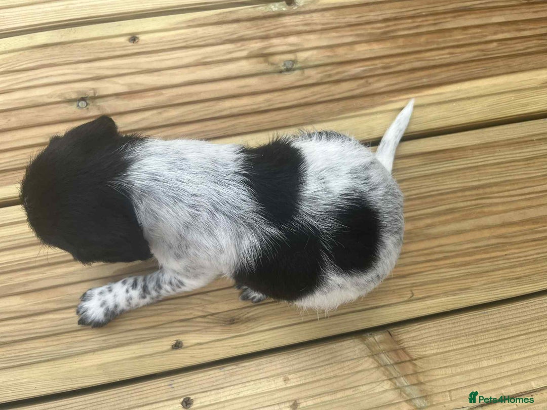 Mixed Breed dogs for sale: Stunning jackapoo x cocapoo puppies - Image 31