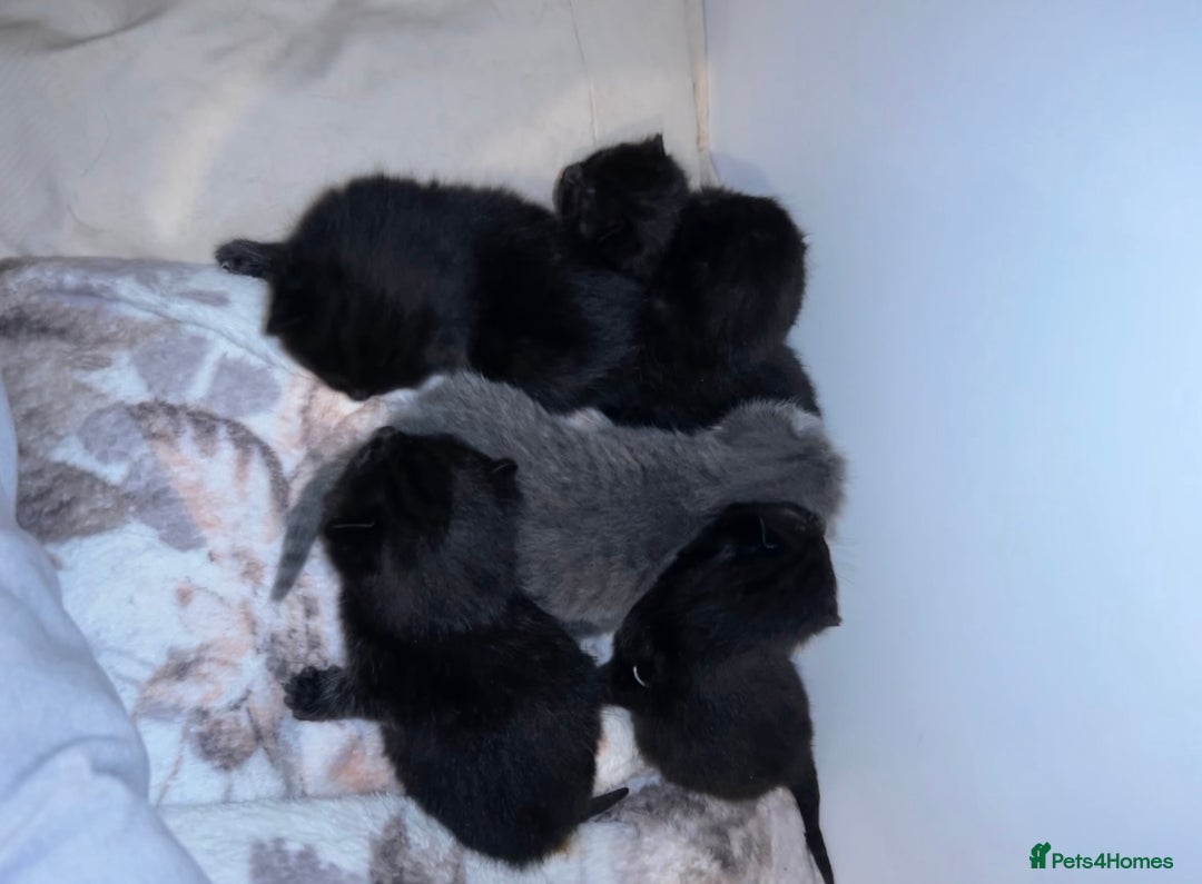 British Shorthair cats for sale: Bombay x British short hair kitten - Advert 1