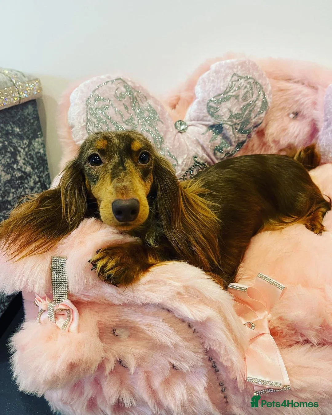 Miniature Dachshund dogs for sale: Beautiful miniature L/C dachshunds available - Advert 1