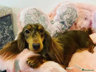 Miniature Dachshund dogs Beautiful miniature L/C dachshunds available - Advert 3