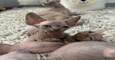 Devon Rex cats - Advert 4