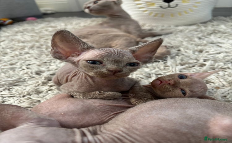 Devon Rex cats - Advert 2