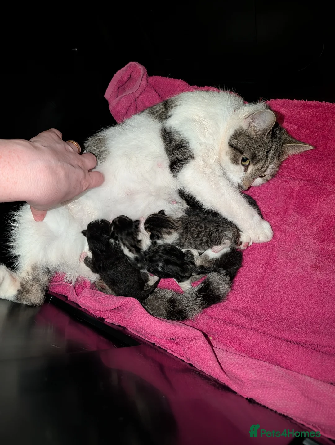 Mixed Breed cats for sale: 3 gorgeous kittens  - Advert 11