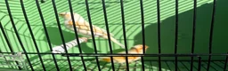 Canaries birds for sale: Canaries  - Advert 7