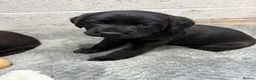 Labrador Retriever dogs for sale: Black Labrador Puppies in Swadlincote - Advert 3