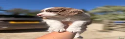 Sproodle dogs for sale: Outstanding Rare F1 Sproodle Puppies for sale  - Advert 8