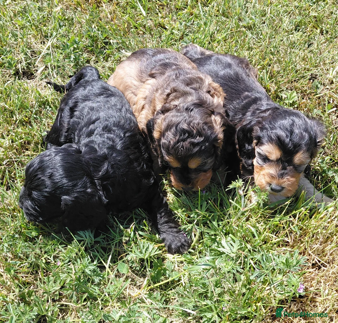 Cockapoo dogs for sale: Brilliant Cockalier-a-Poo Puppies – Ready Soon! - Advert 1