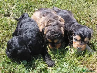 Cockapoo dogs for sale: Brilliant Cockalier-a-Poo Puppies – Ready Soon! - Advert 2