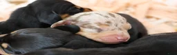 Miniature Dachshund dogs for sale: KC Miniature Dachshund Puppies - Advert 13