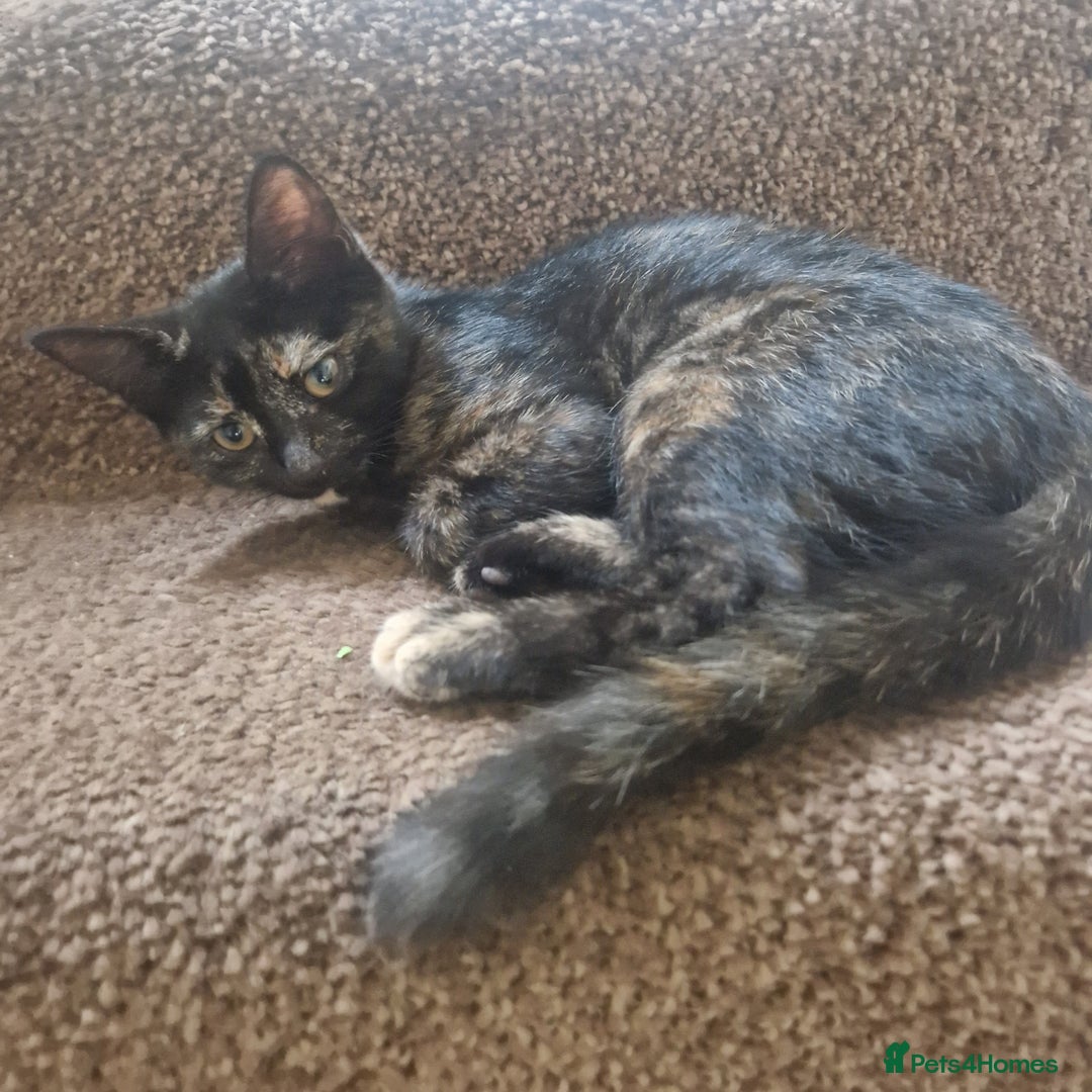 Mixed Breed cats for sale: Mixed Breed Kitten 4 - Somali female kitten for sale - Image 19