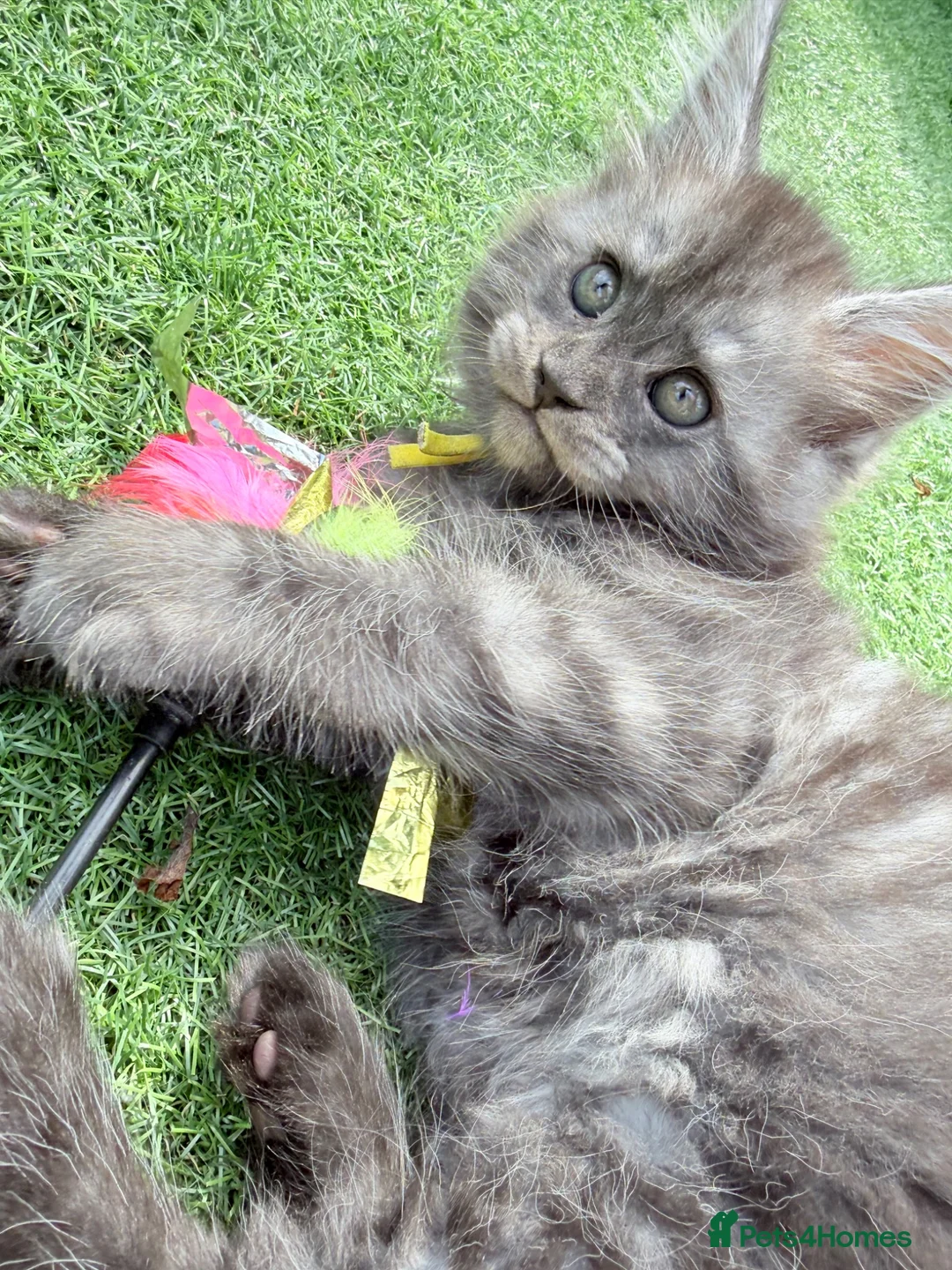 Maine Coon cats for sale: Beautiful Maine Coon Ready for Their Forever Homes - Advert 1