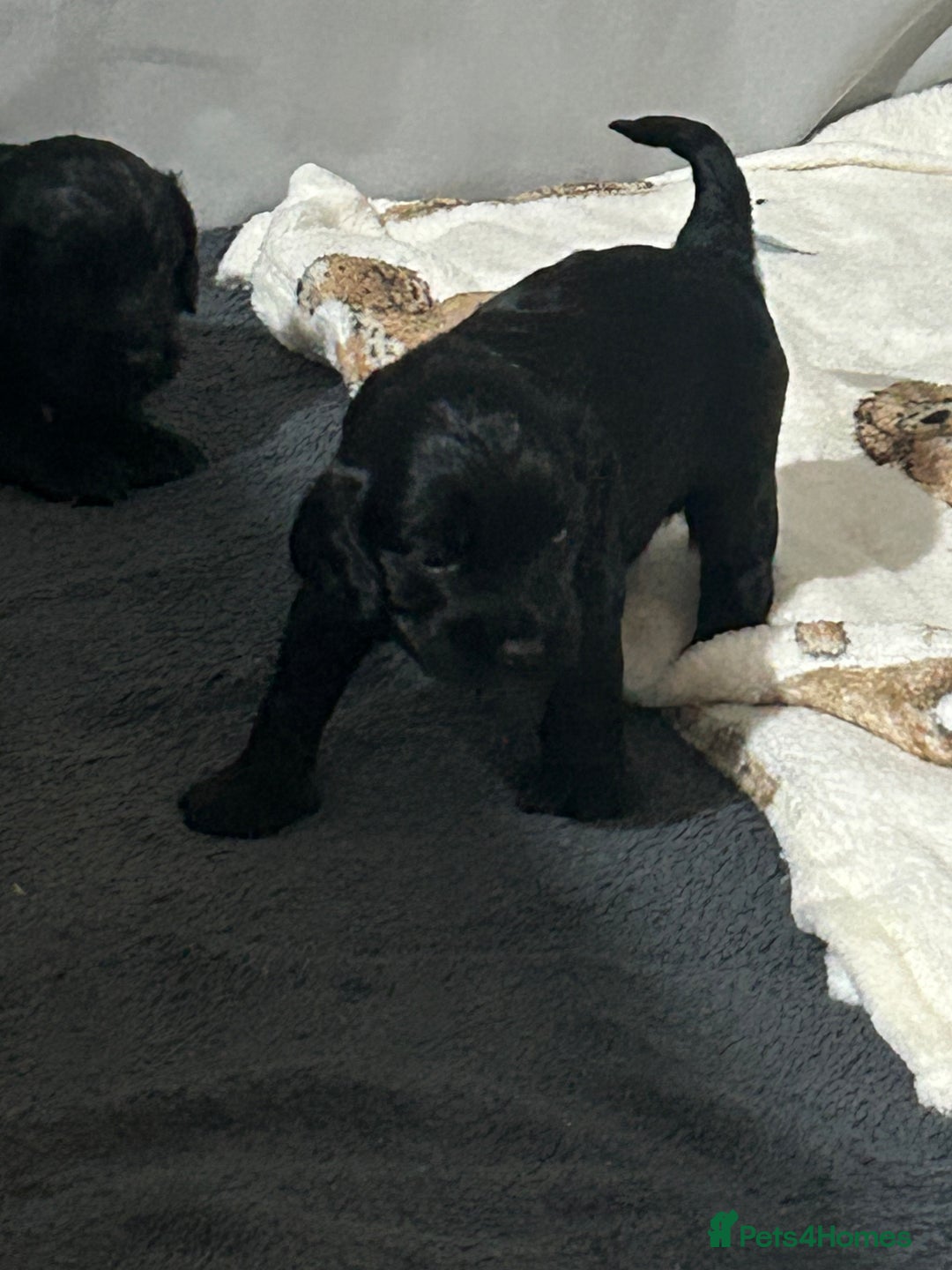 Cockapoo dogs for sale: Beautiful f2 cockapoo pups - Advert 11
