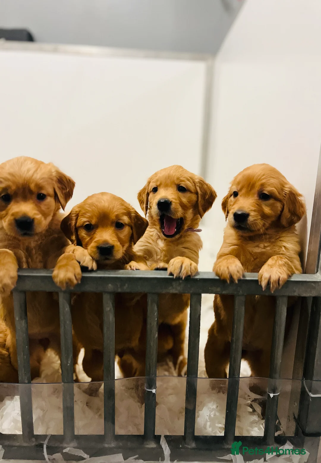 Golden Retriever dogs for stud: Hip & elbow scored health tested proven stud boy  in Barnsley - Advert 10