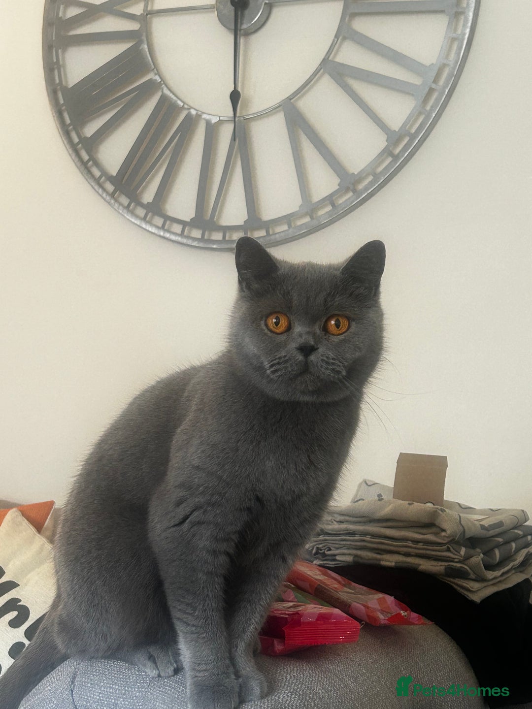 British Shorthair cats for sale: 2 stunning kittens  - Image 7