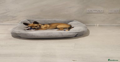 Chihuahua dogs - Advert 5