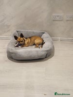 Chihuahua dogs - Advert 5