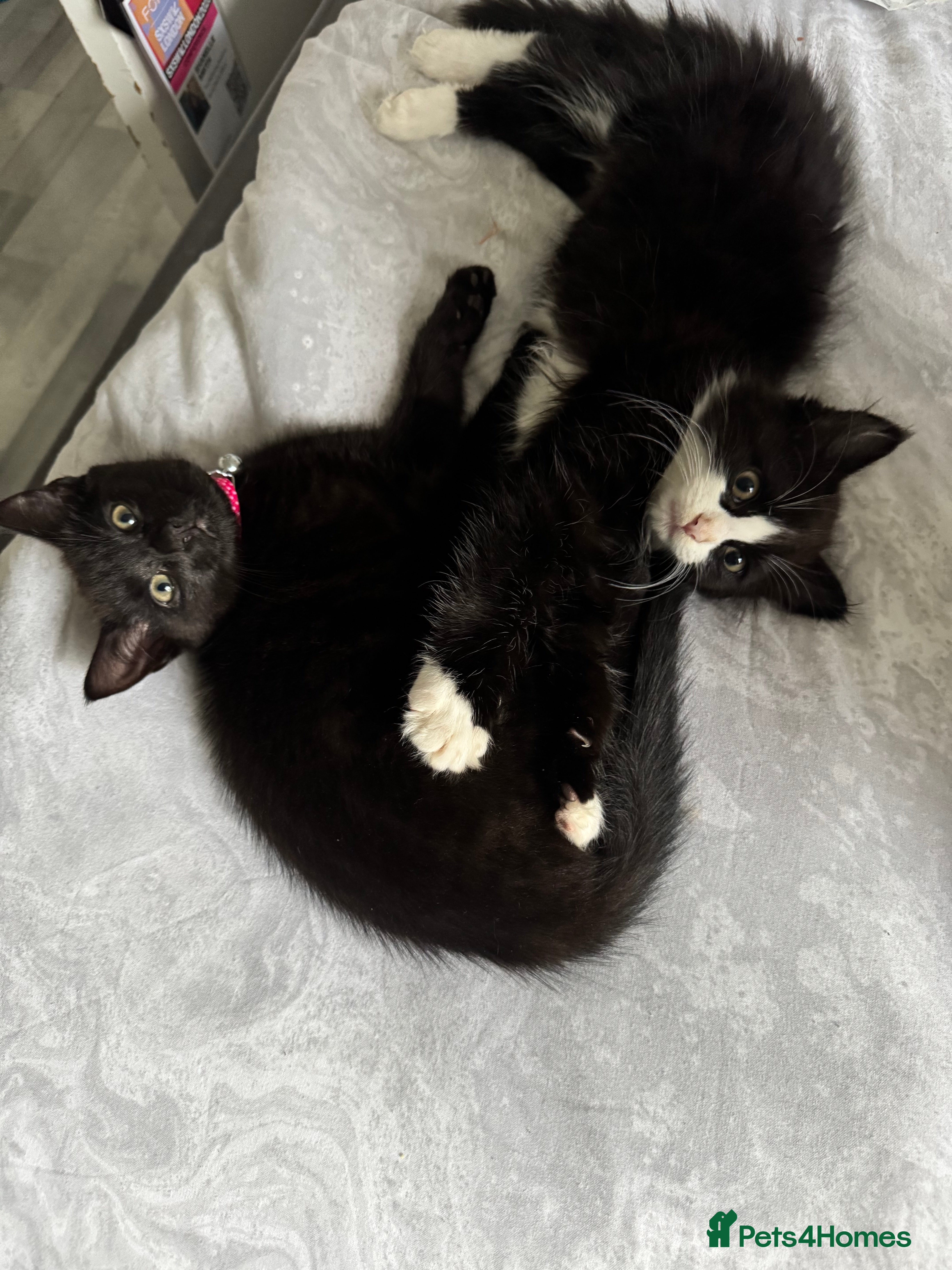 British Longhair cats Ziggy & Mystic - Advert 2