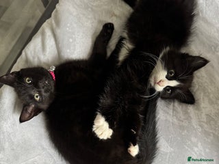 British Longhair cats Ziggy & Mystic - Advert 2