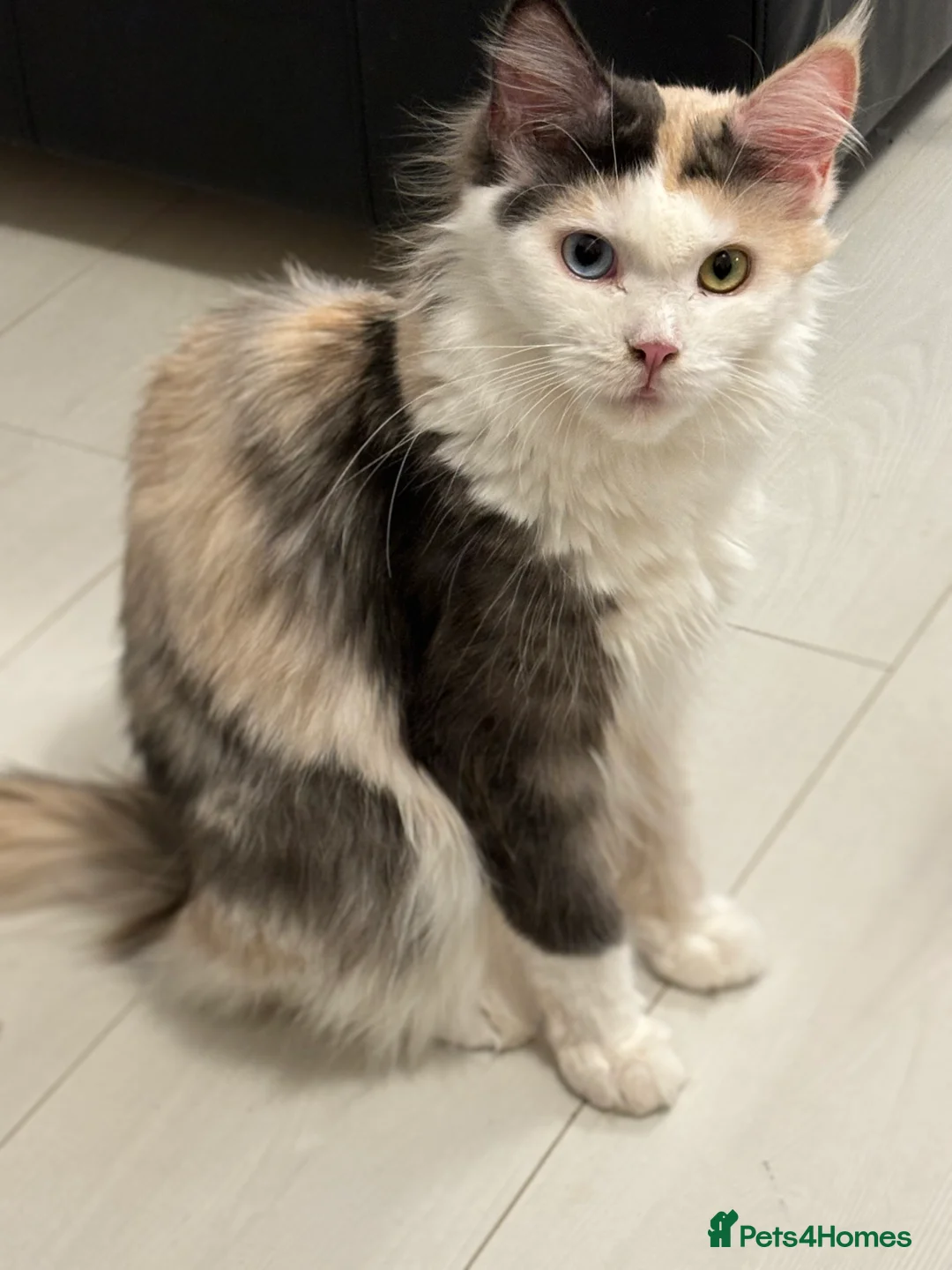 Maine Coon cats for sale: Cute Maine coon 2 boys & girl Blue eyes  - Advert 18