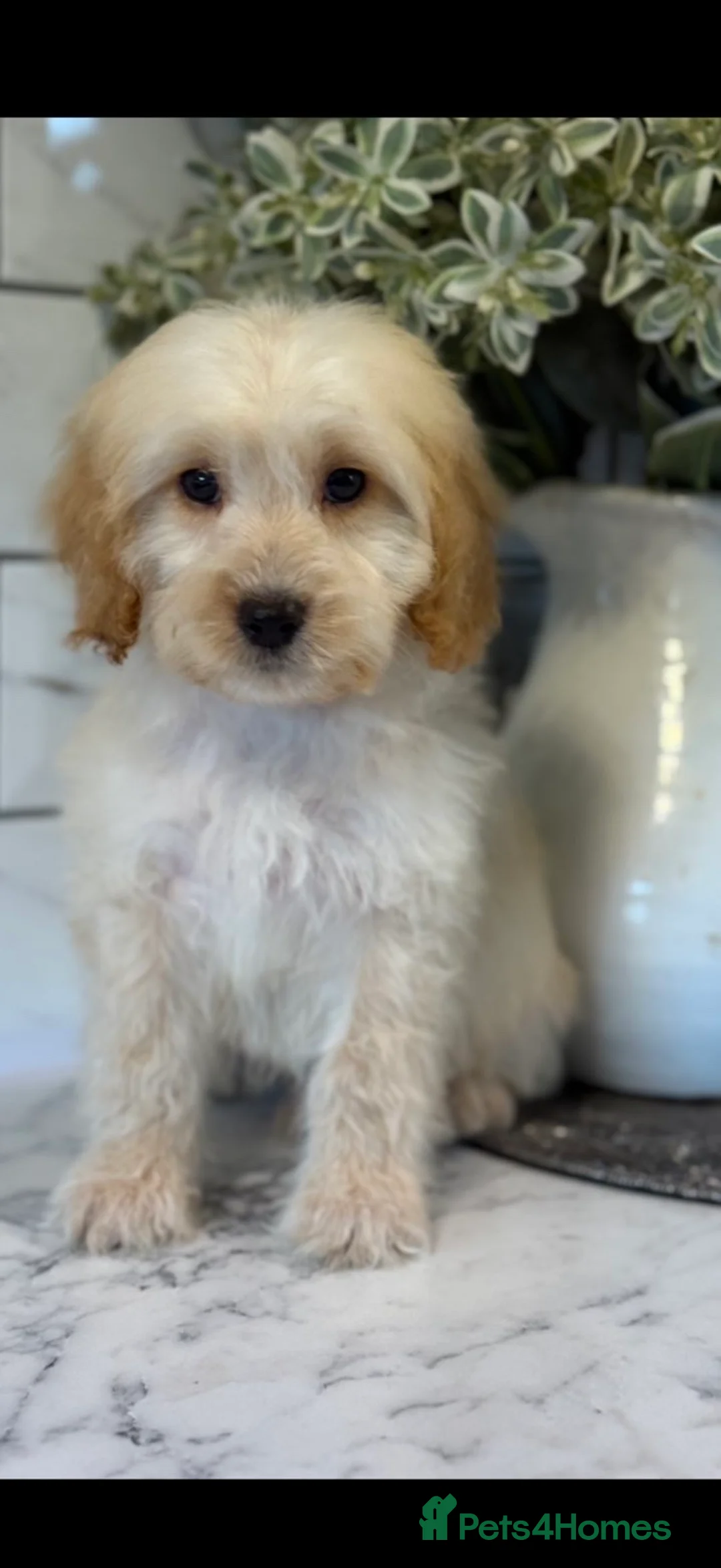 Cockapoo dogs for sale: Quality cockapoo boys ❤️ - Advert 4