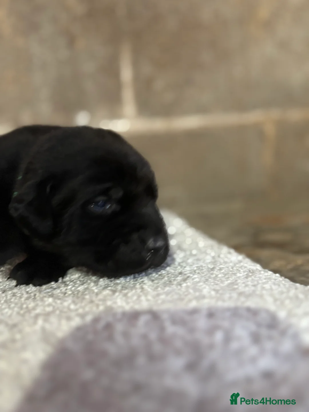 Labrador Retriever dogs for sale: Very chunky black Labrador puppies  in Wakefield - Advert 4