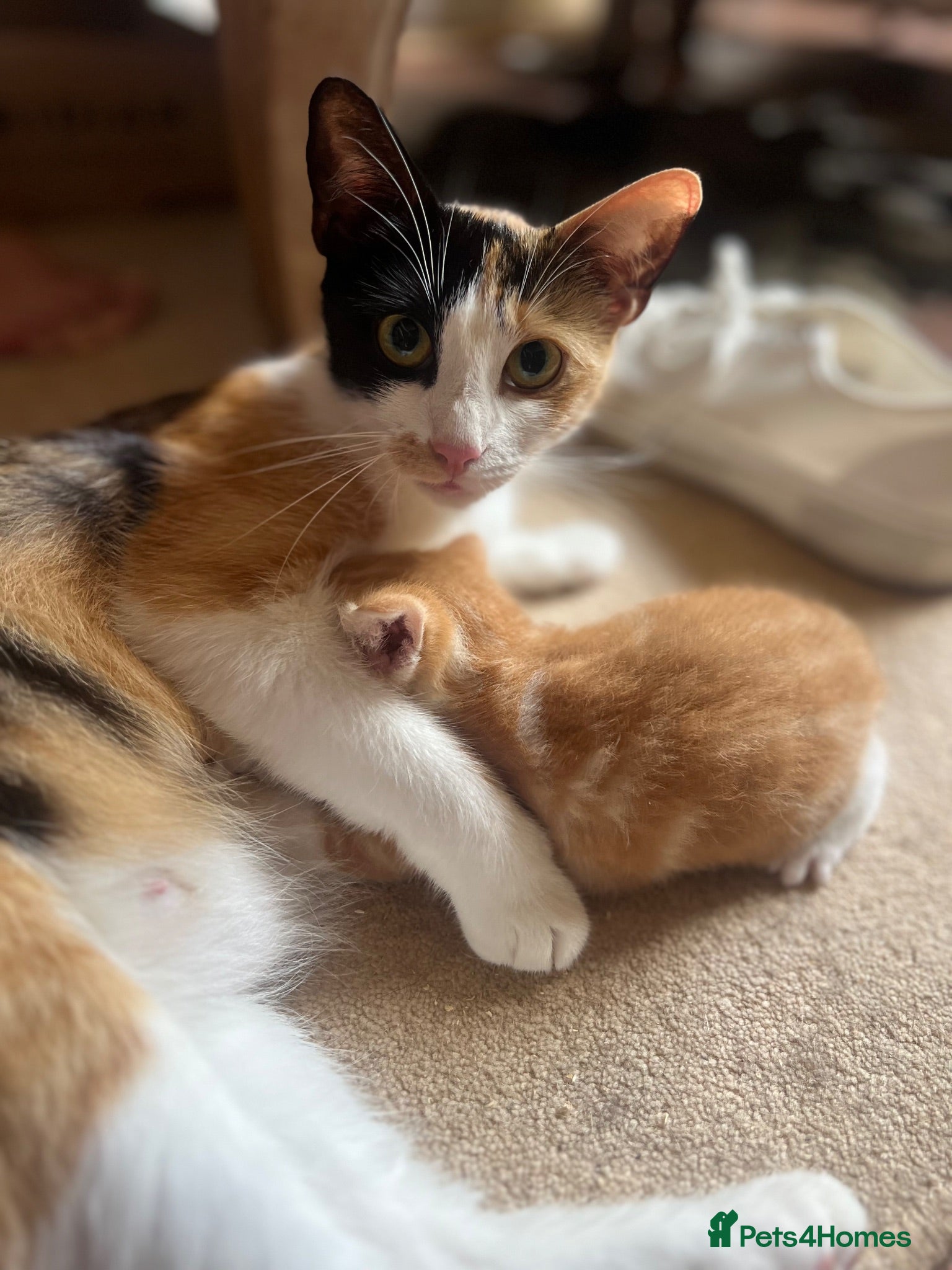 Mixed Breed cats Four varied mixed breed kittens - Advert 15