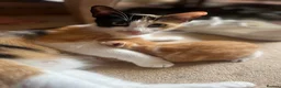 Mixed Breed cats for sale: Four varied mixed breed kittens - Advert 1