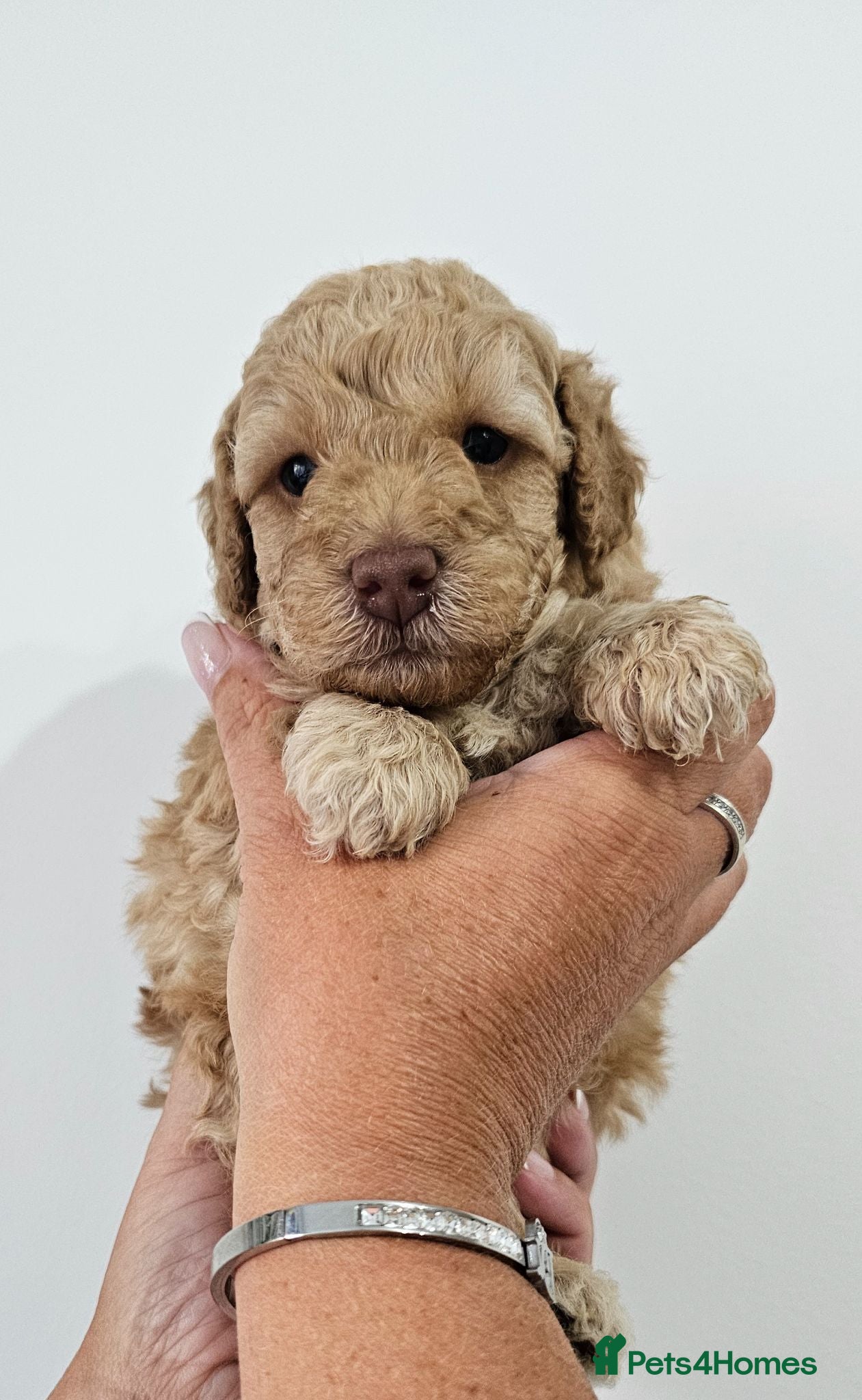 Miniature Poodle dogs Stunning kc registered minature poodle pups  - Advert 1