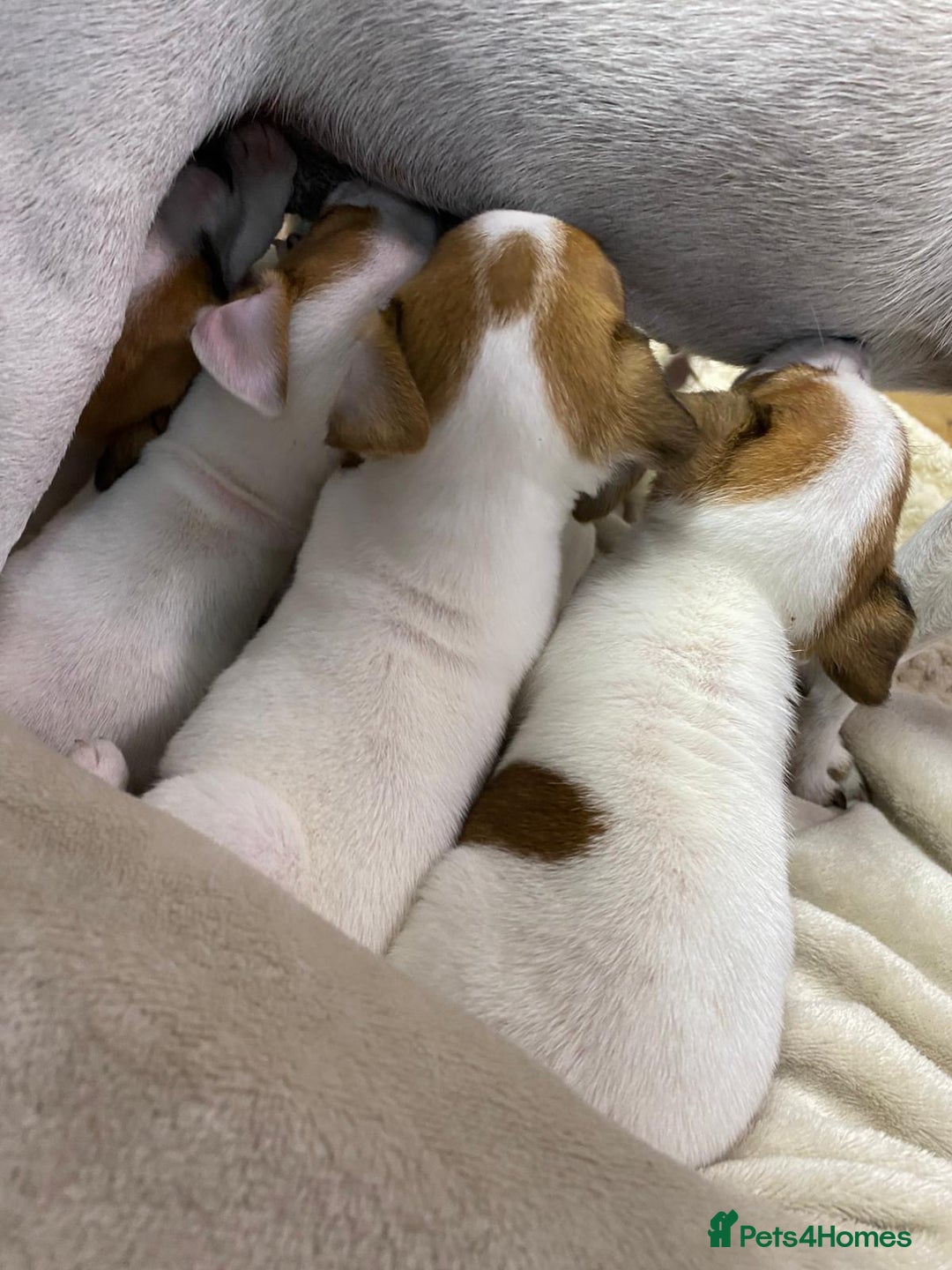 Jack Russell dogs for sale: Miniature Jack Russell puppies🐶 - Advert 13
