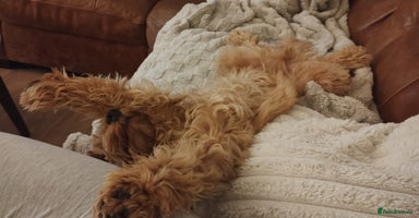 Cavapoo dogs - Advert 9