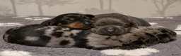 Miniature Dachshund dogs for sale: Gorgeous mini dachshund pups  - Advert 2