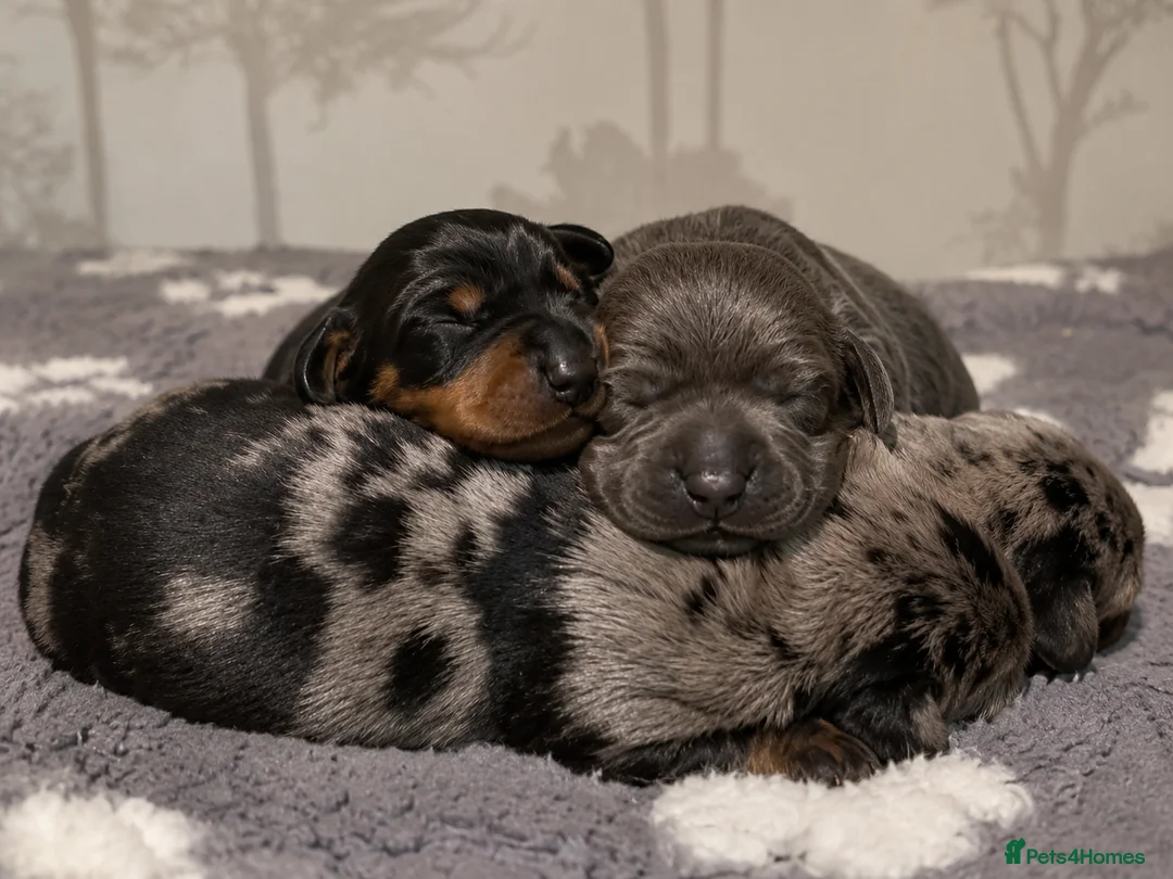 Miniature Dachshund dogs for sale: Gorgeous mini dachshund pups  - Advert 2