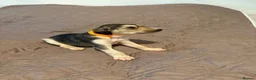 Saluki dogs for sale: Beautiful Saluki pups from champion lines - Advert 15