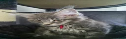 Maine Coon cats for sale: Gorgeous Maine Coon kittens - Advert 14