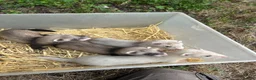 Ferret rodents for sale: Ferret kits  - Advert 7