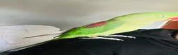 Parrots birds for sale: Baby hand tame Alexandrian Parrot  in Uttoxeter - Advert 12