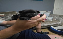 Pomchi dogs for sale: Pomchi - Image 11
